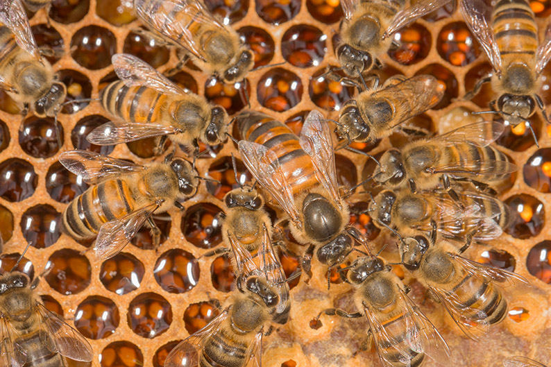epigénétique abeilles